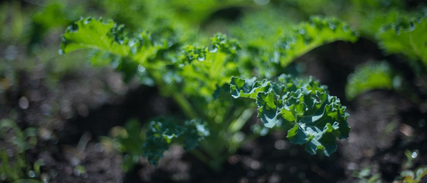 Close-up of lettuce planted in the 社区花园